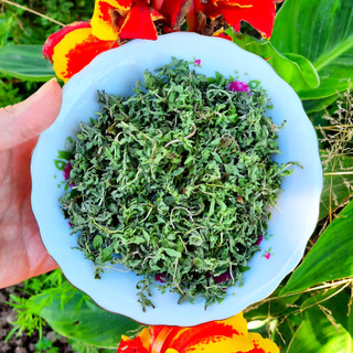 سبزی خالواش (کوتکوتو) سبزی معطر گیلان