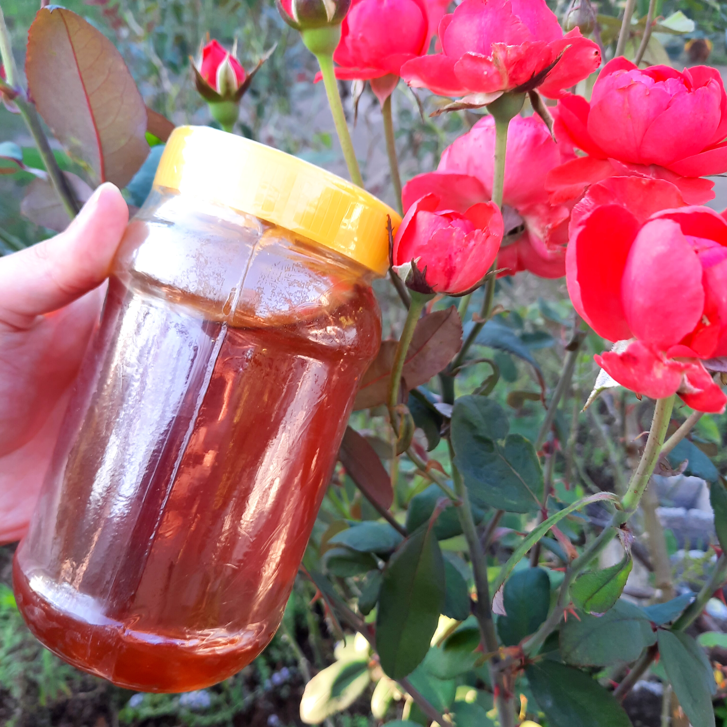عسل مخصوص صبحانه | انرژی‌زا و سبک برای شروع یک روز پرانرژی